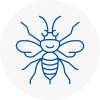 South Acton Hornet Nest Removals