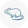 Rat Control South Acton