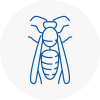 South Acton Wasp Nest Removal